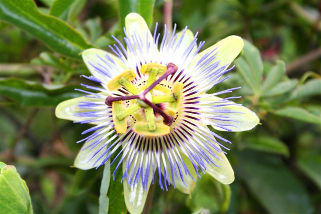 Passiflora coerulea / Fiore della Passione